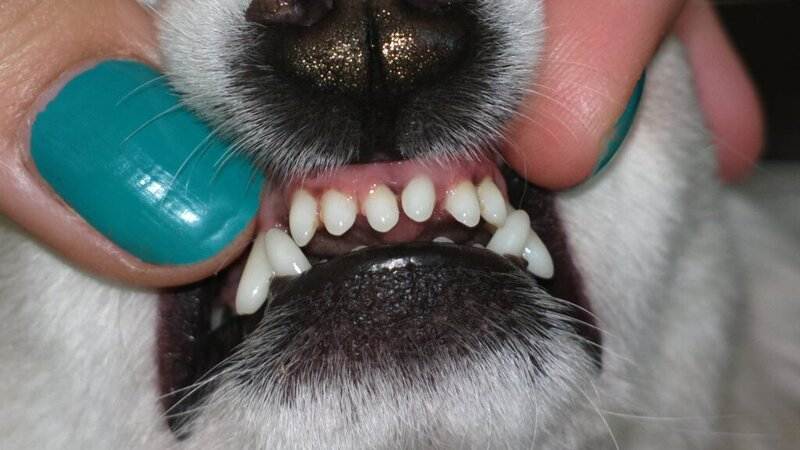 Собаки, зубной камень у собак, причины появления и удаление зубного камня у собаки