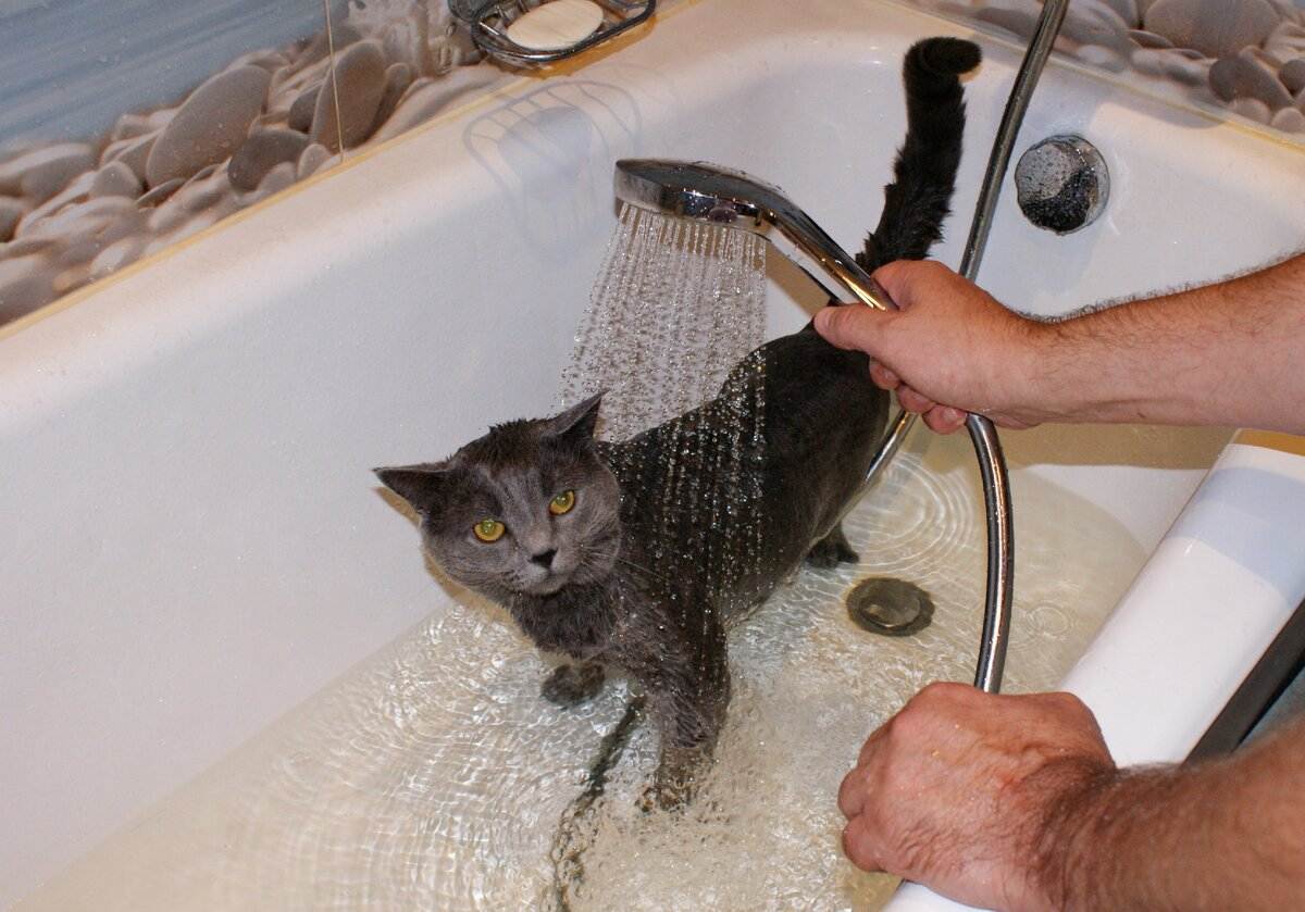 Как в домашних условиях помыть кота, если он боится воды, кусается и царапается?