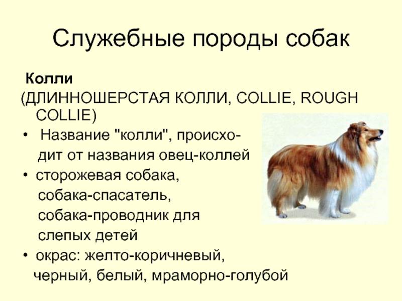 Колли — фото, описание группы пород собак, характеристика разновидностей
