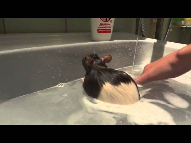 Как мыть крысу в домашних условиях: можно ли купать и как правильно это сделать, любят ли декоративные крысы купаться в воде, чем помыть