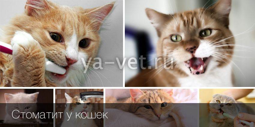 Гингивит у кошек: причины, симптомы, диагностика, лечение, осложнения и профилактические меры | блог ветклиники "беланта"