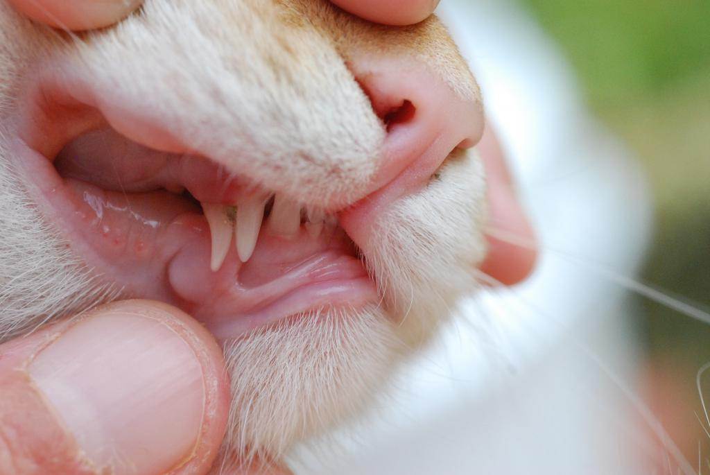 Как лечить язвенный стоматит у кошек: лечение, профилактика и основные симптомы стоматита с грануляциями