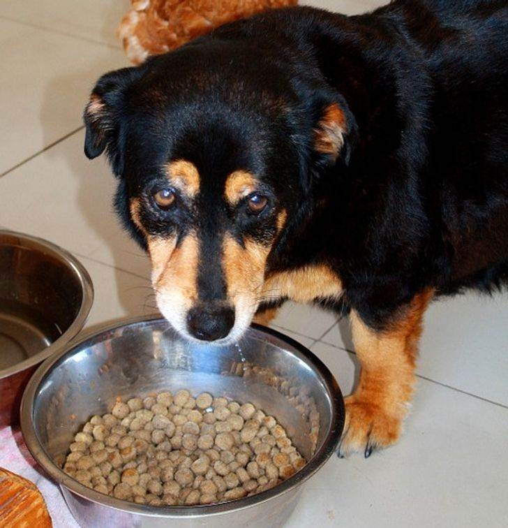 Почему собака отказывается от еды и сильно похудела, причины | блог ветклиники "беланта"