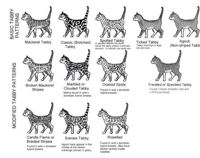 Окрасы кошек: общая информация