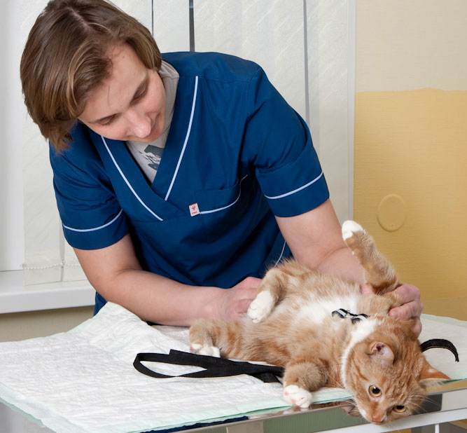 Диабет у кошек: симптомы, причины + инструкция, как лечить сахарных диабет