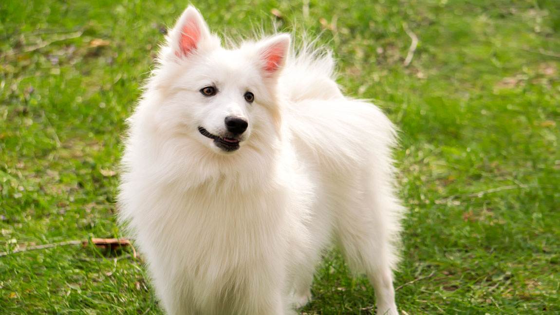 Порода собак американский эскимосский шпиц и ее характеристики с фото