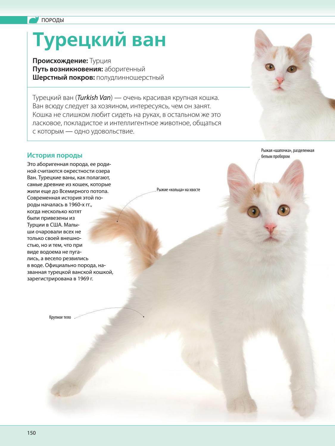Турецкий ван: 5 поразительных вещей, которые следует знать про эту породу кошек - коточек
