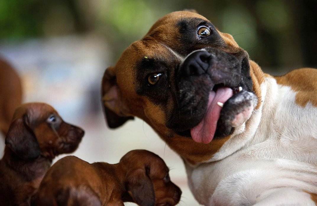 Смешные собаки: видео и фото