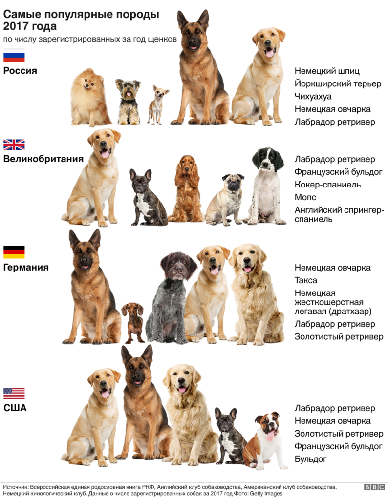 Популярные и знаменитые собаки! топ-5 — dogkind.ru