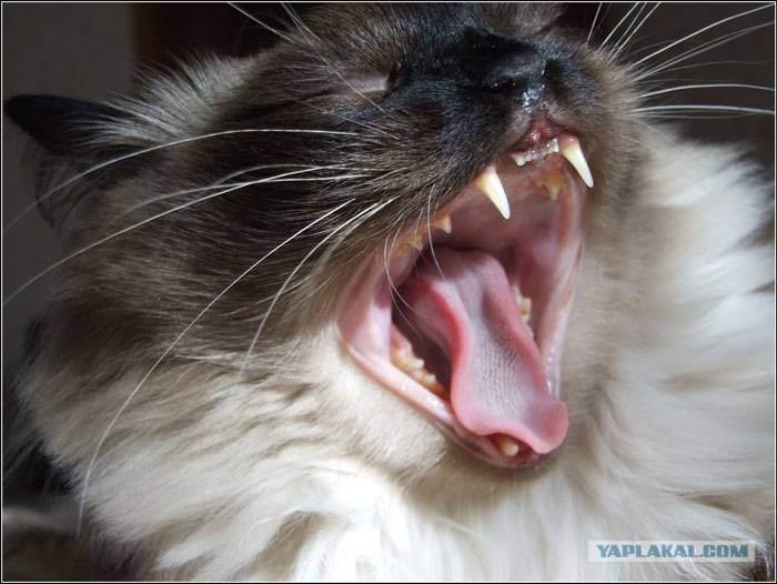 Кальцивироз у кошек — пошаговая схема лечения в домашних условиях с точным прогнозом течения болезни