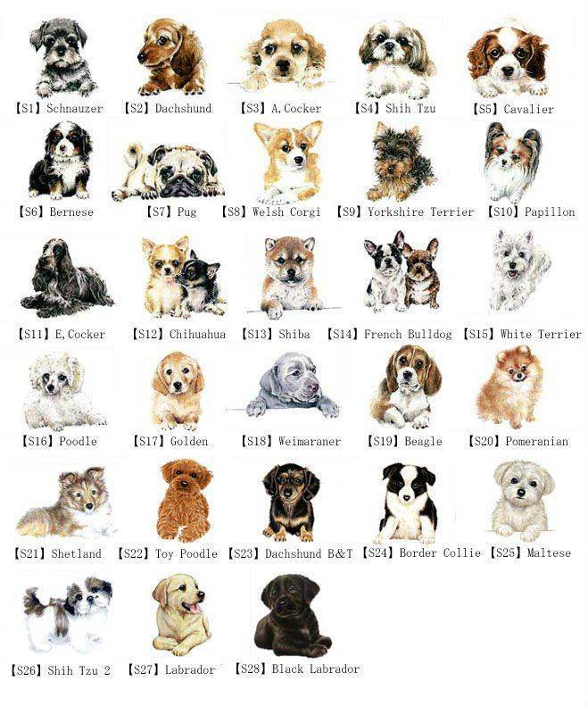 Красивые клички для собак мальчиков, легкие и мелодичные имена для щенков.