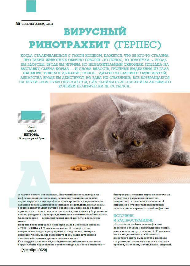 ᐉ что нужно знать, чтобы стать заводчиком кошек? - ➡ motildazoo.ru