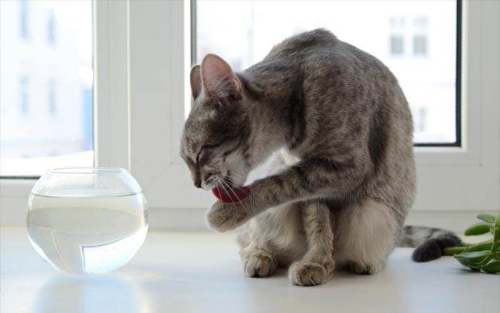 Эти мистические домашние питомцы: приметы и поверья про кошек в доме и за его пределами