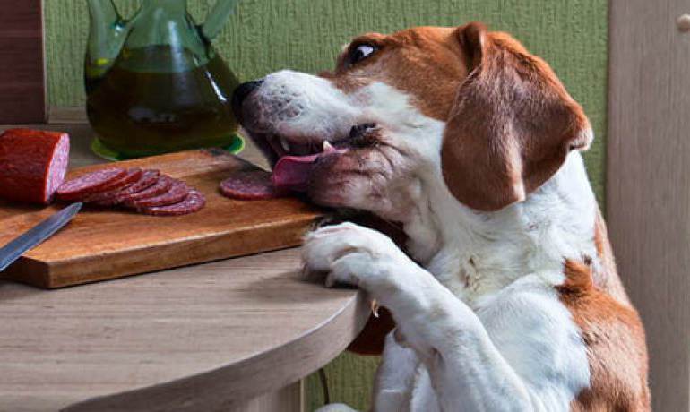 Собака икает: причины, меры профилактики | блог ветклиники "беланта"