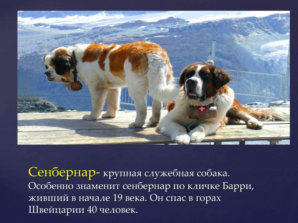 Самая большая собака в мире топ-10: породы и цены за щенков