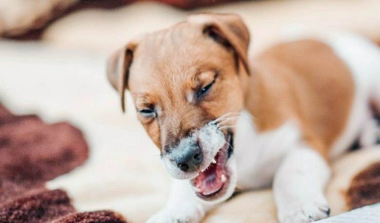 Как вылечить и чем помочь собаке при вирусном кашле?