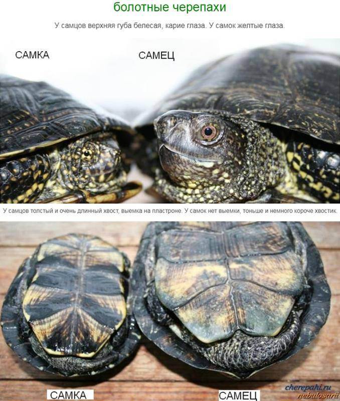 Как определить пол красноухой черепахи в домашних условиях: фото