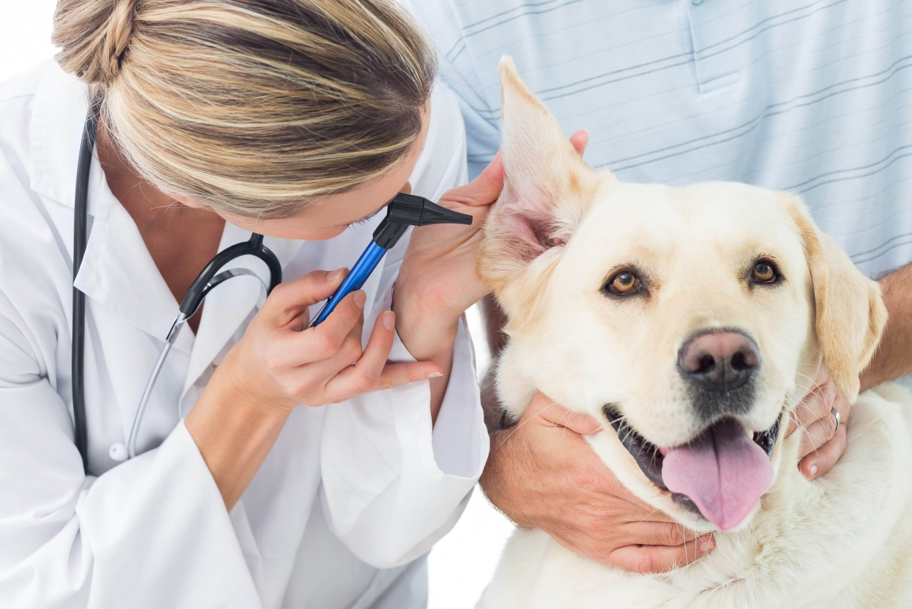 Лечение пса у мужчин. Ветеринар. Терапия животных. Vetirenar. Собака Ветеринария.