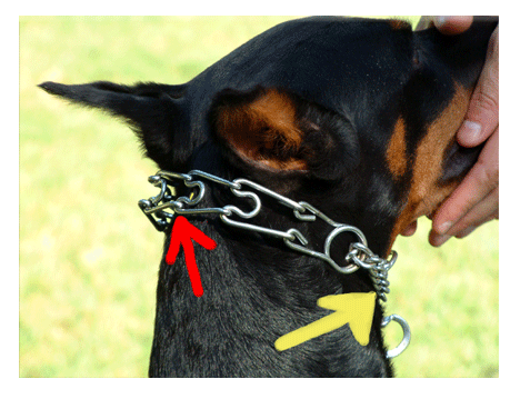 Строгие ошейники для собак: зачем нужны, и как использовать?