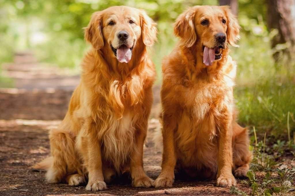 Самые добрые породы собак в мире
самые добрые породы собак в мире