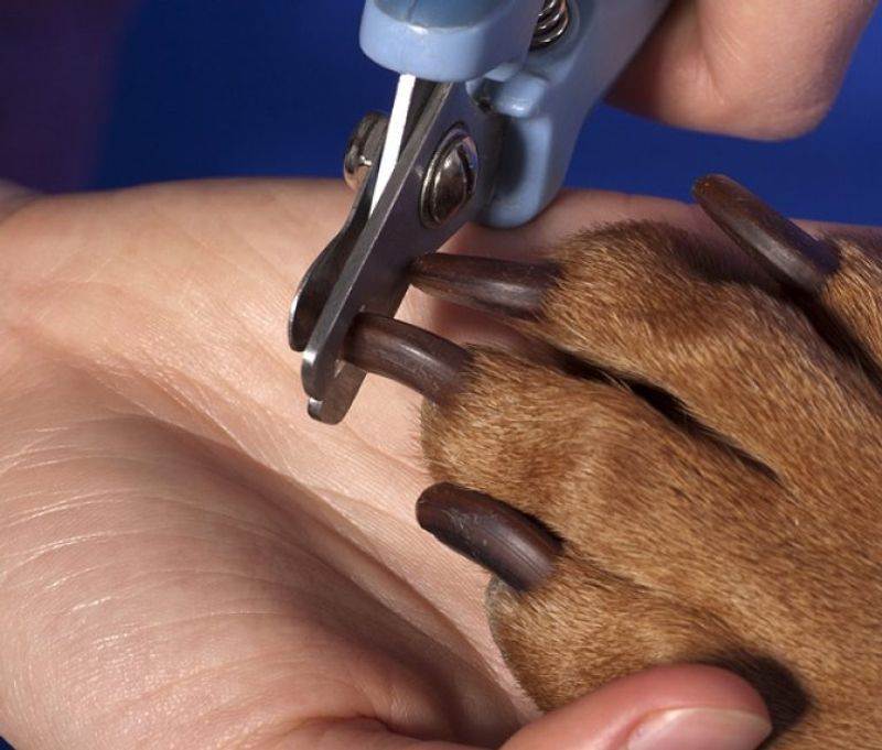 Можно ли собакам стричь когти и как правильно это делать?
