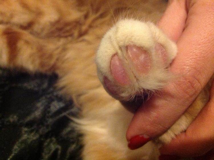 Опухоль у кошки на лапе: на передних или задних, между пальцами, на суставе, чем опасны, методы лечения