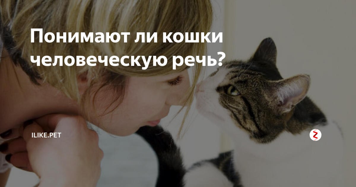 Понимают ли кошки и коты человеческую речь