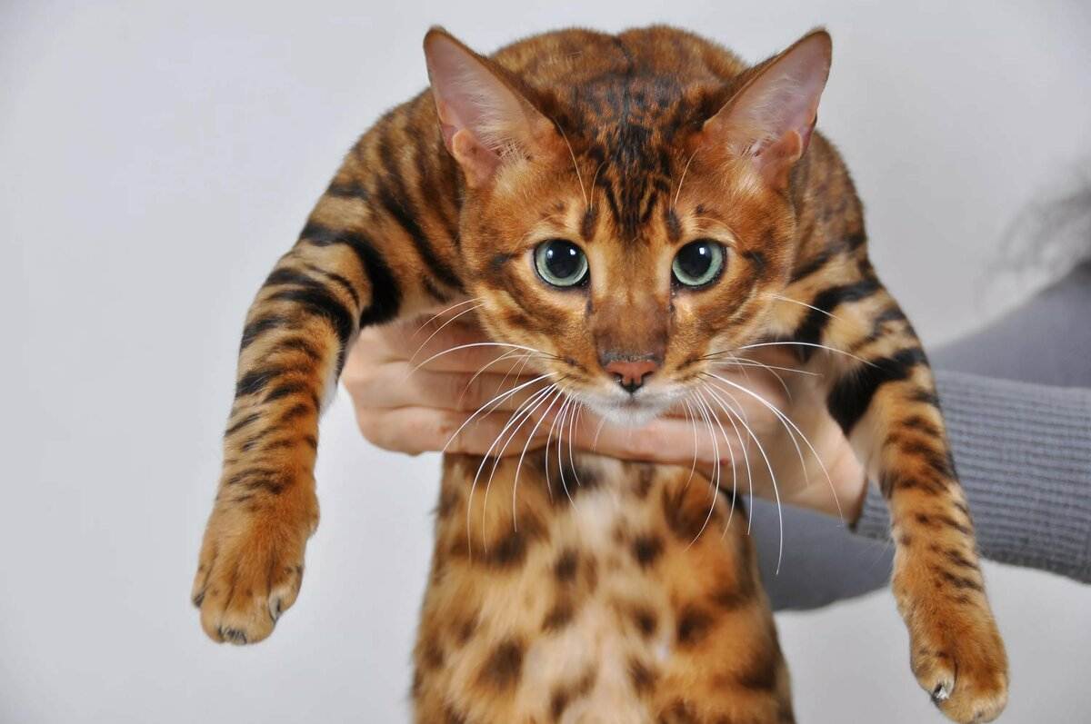 Самые дорогие породы кошек с фото