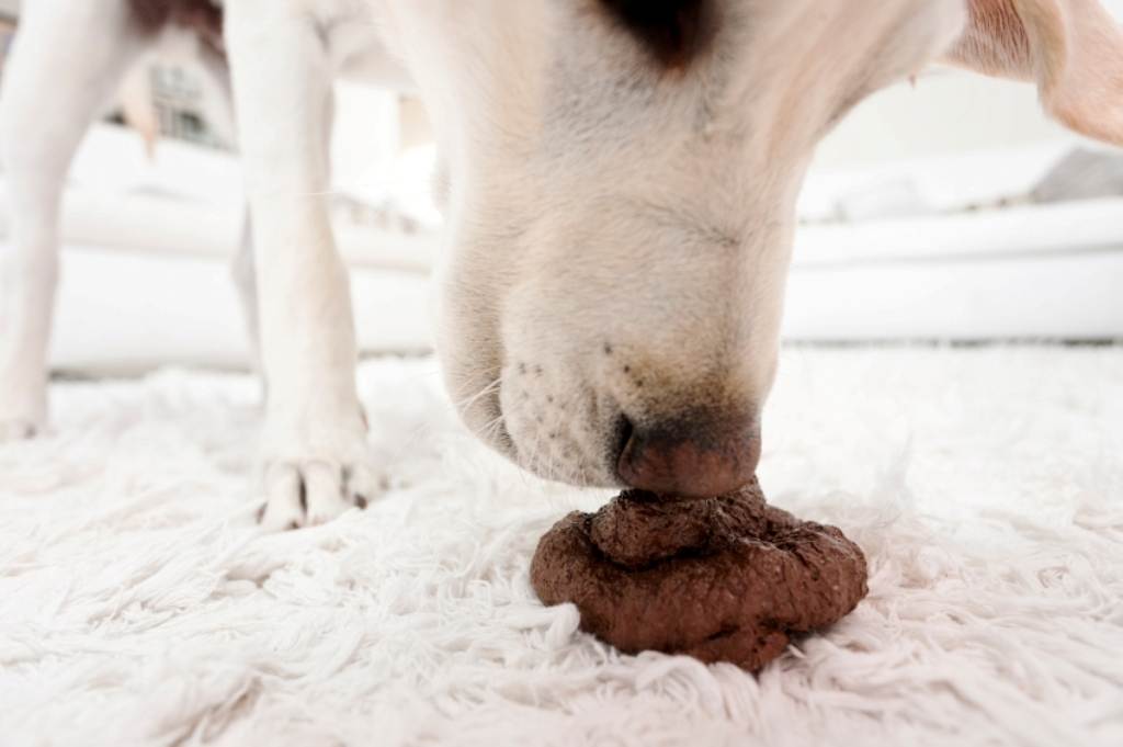 Собака ест свои экскременты: почему и что делать