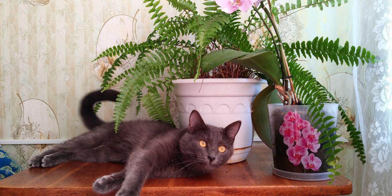 Кот (кошка) ест цветы и домашние растения | почему и что делать хозяину?