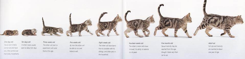 Сколько живут кошки, от чего это зависит, как рассчитать возраст питомца по человеческим меркам?