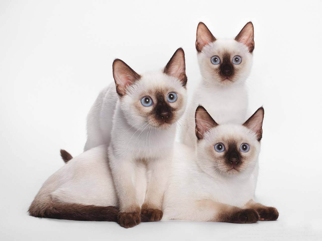 Тайская кошка - описание, стандарт, характер - kisa.su