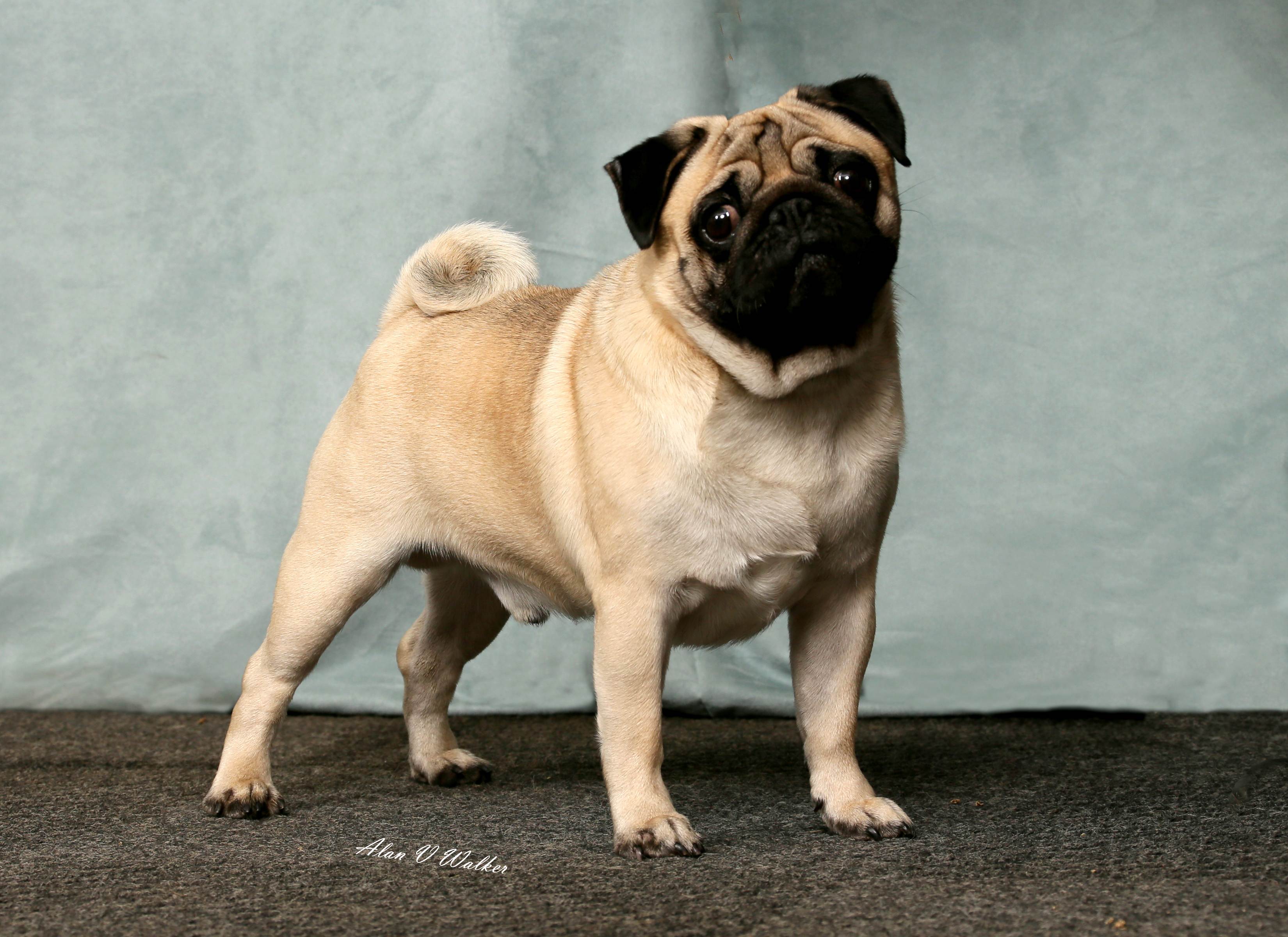 Порода собак мопс: описание с фото, характеристика | породы собак