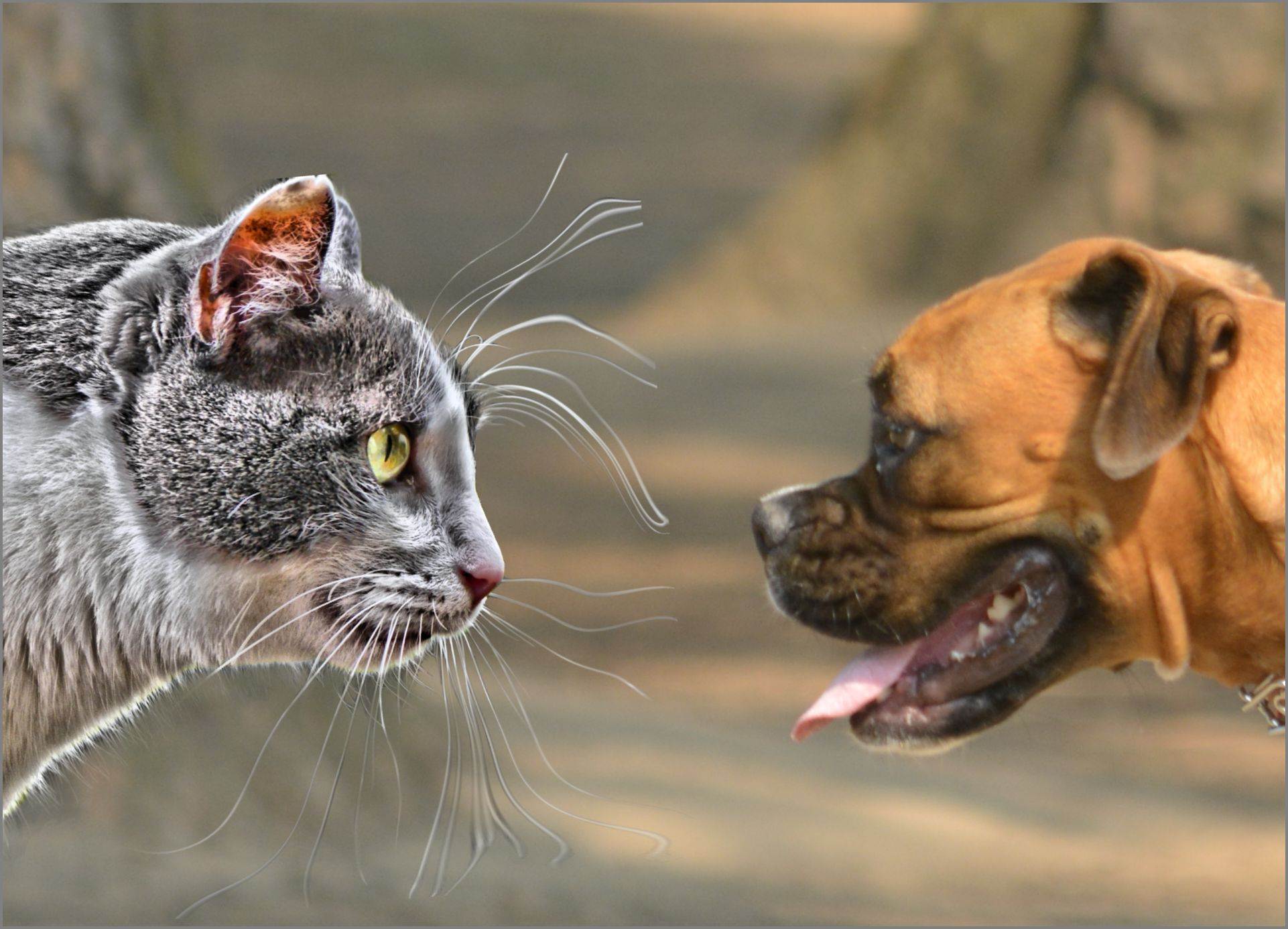 Почему коты дерутся между собой, кошки драки
