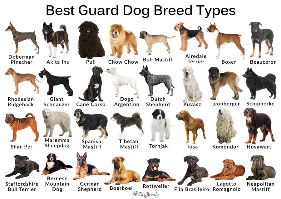 Породы собак - алфавитный список - eurobreeder.com
