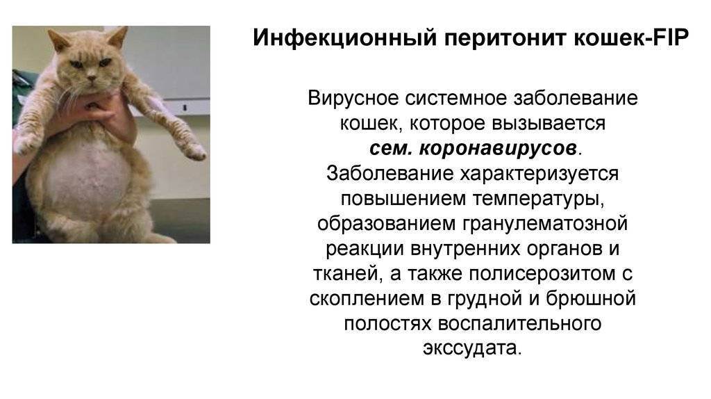 ᐉ болезни нервной системы у кошек - ➡ motildazoo.ru
