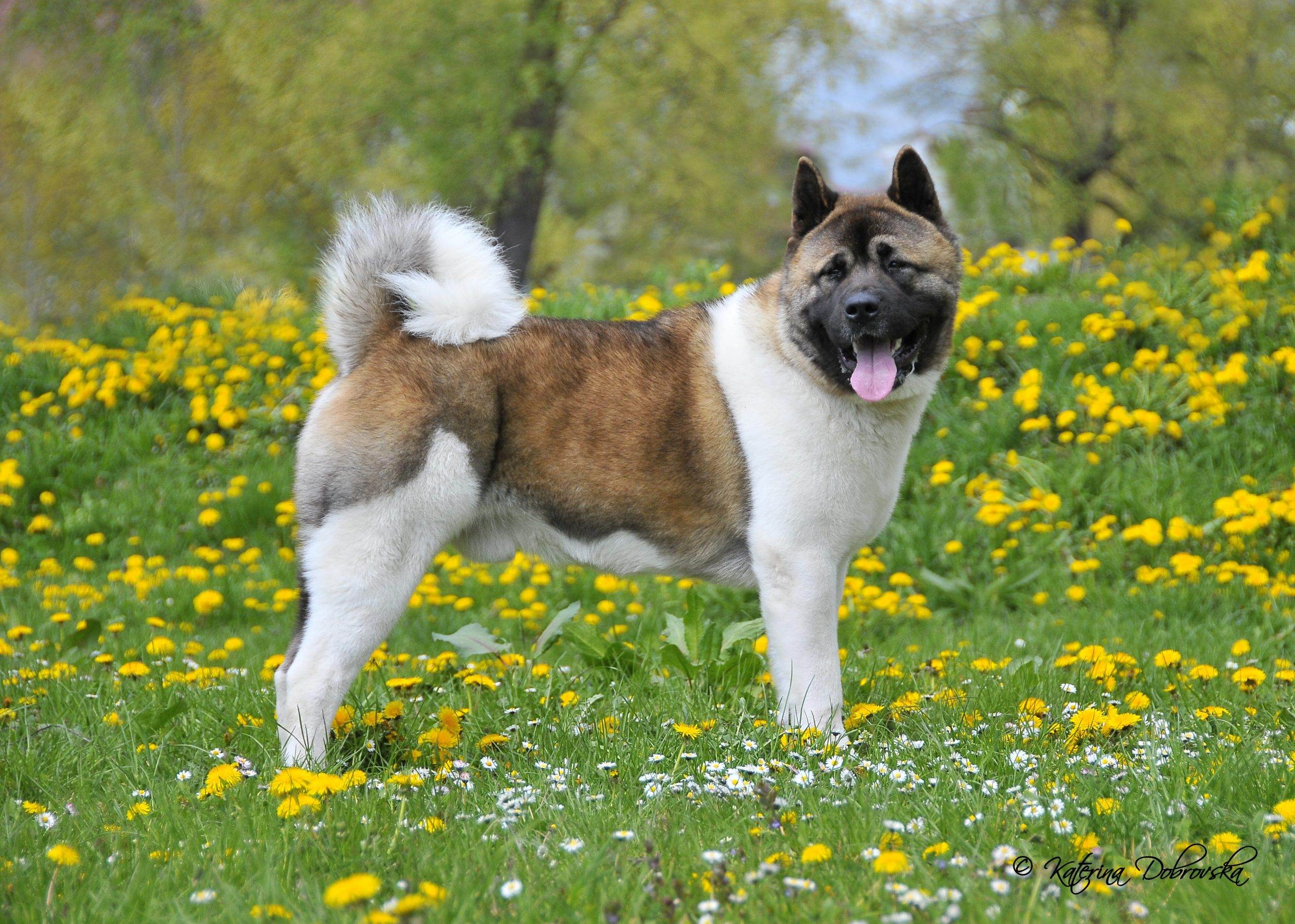 Собака американская акита: фото и описание, характеристика породы, воспитание и правильный уход :: syl.ru