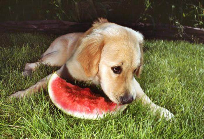 Какие фрукты можно собакам: какие, как часто, от каких лучше отказаться и почему
