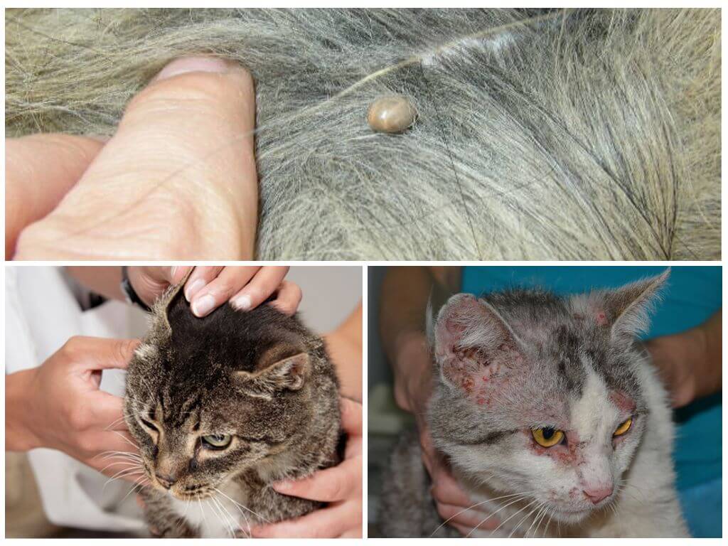 Власоеды у кошек: симптомы, признаки и лечение