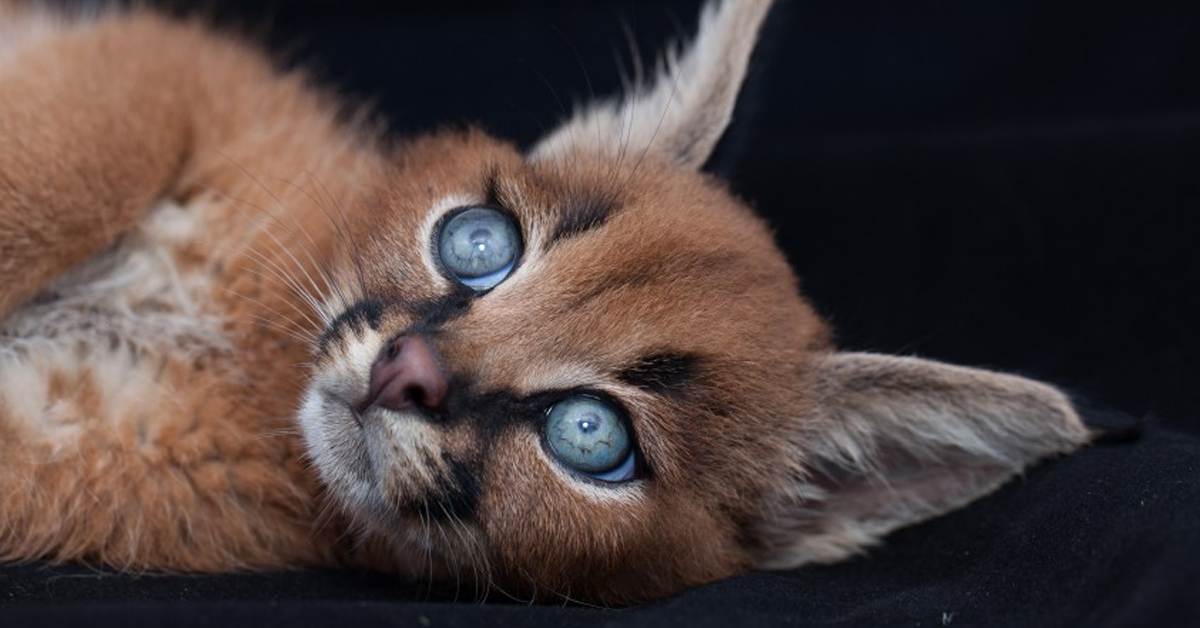 Самые красивые породы кошек в мире: топ-10 дорогих животных с фото и названиями