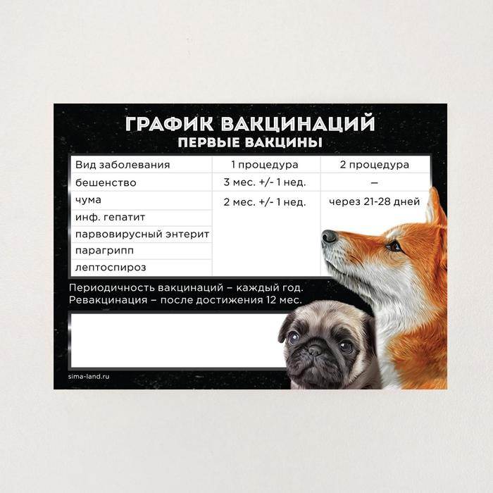 Как заполнить паспорт собаки?