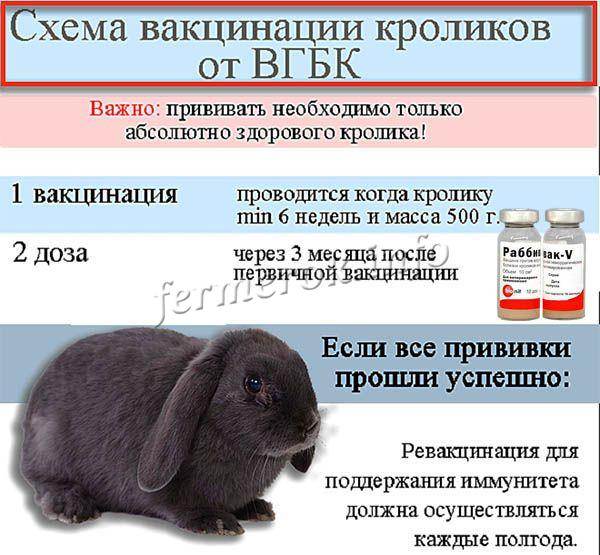 Вакцинация кроликов в домашних условиях для начинающих: виды вакцин, подготовка к прививке, инструкция