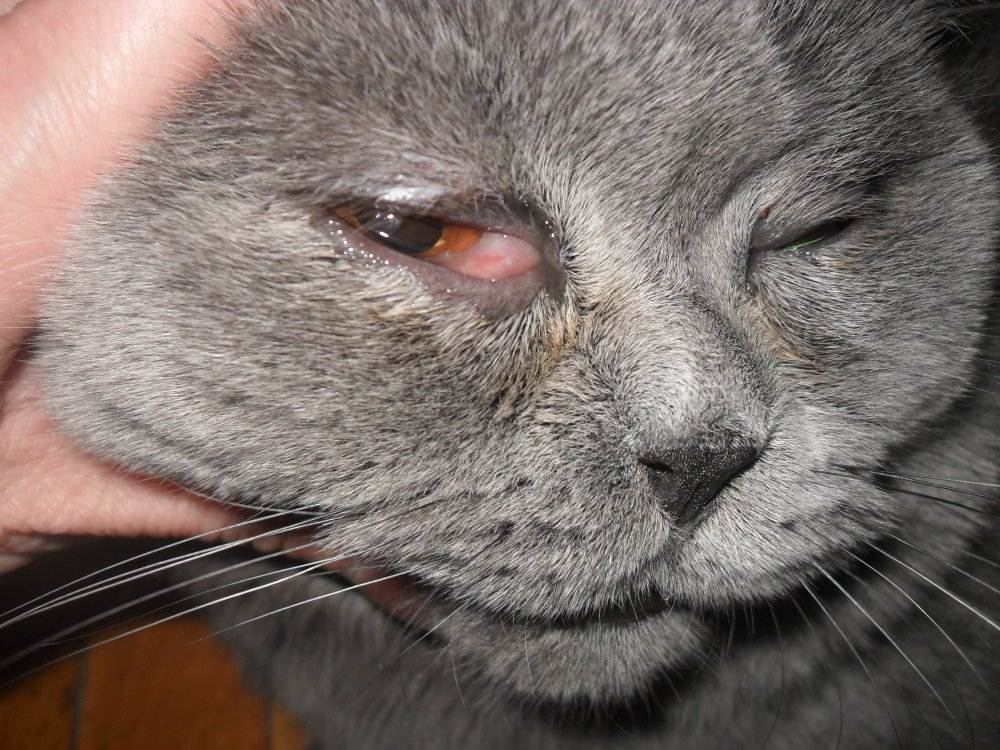 Выделения из глаз у кошки: симптомы болезней, чем лечиить.
