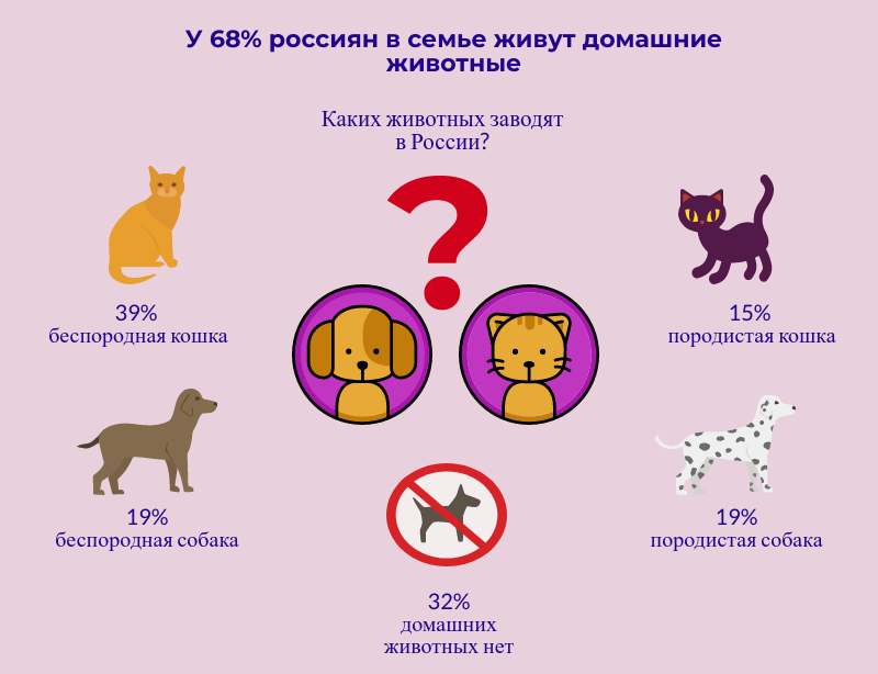 Как подружить кошку и собаку: советы профессионалов, а также кто лучше и кого выбрать - щенка или котенка, кота или собачку