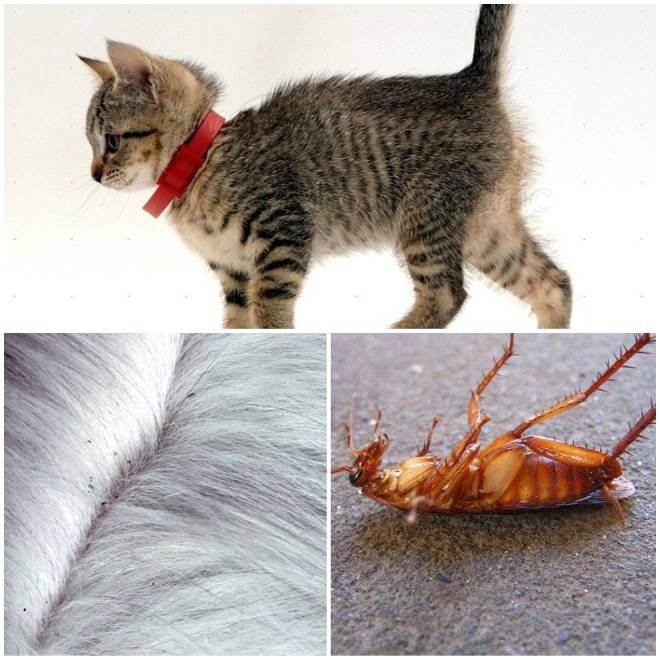 Бывают ли вши у кошек и может ли ними заразиться человек