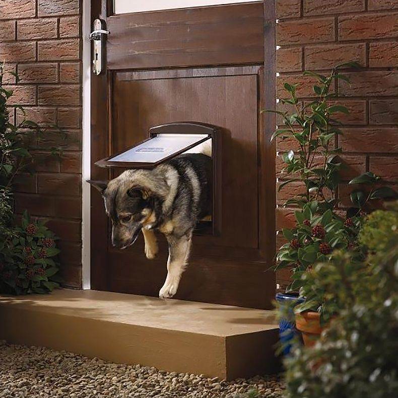 ᐉ как приучить собаку оставаться во дворе вашего дома без привязи - ➡ motildazoo.ru