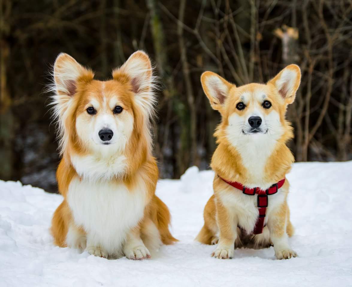 Собаки вельш-корги: описание породы, характер, фото, где купить