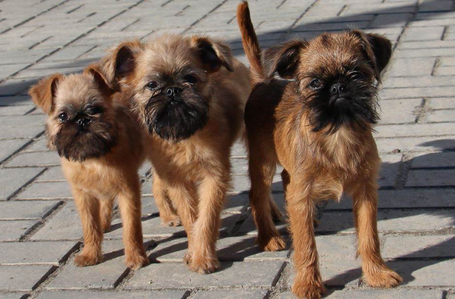 Бельгийский гриффон – фото собаки, описание породы, цена