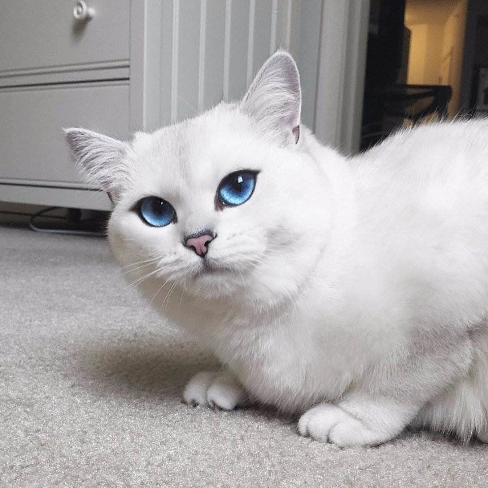 Кот с большими глазами: породы и особенности