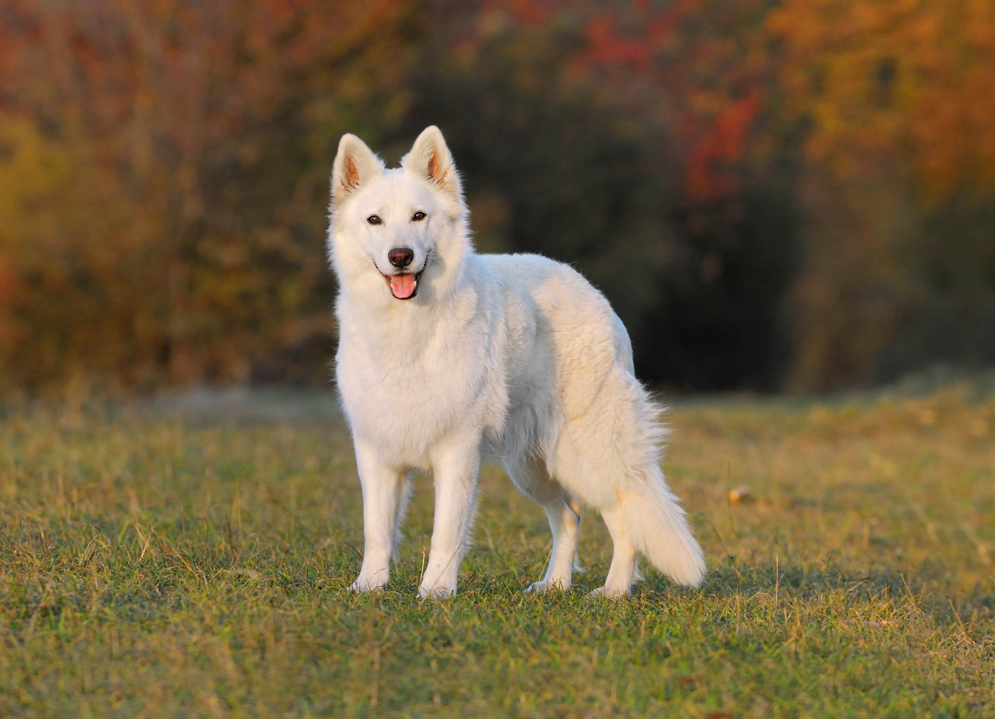 Белая швейцарская овчарка: фото и описание породы собак